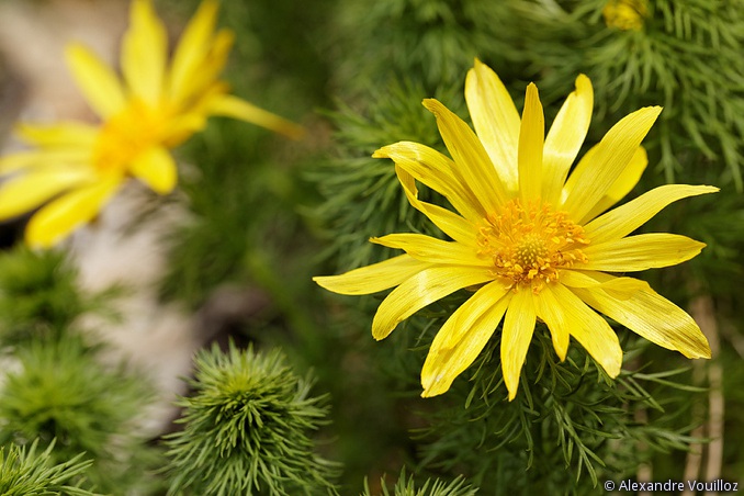 Adonis vernalis (Adonis du printemps)