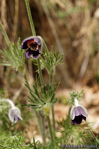 Pulsatilla montana (Pulsatille des montagnes)