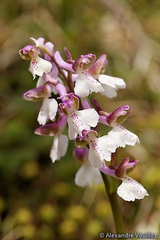 Anacamptis morio (Orchis bouffon)