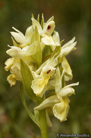 Dactylorhiza sambucina (Orchis sureau)