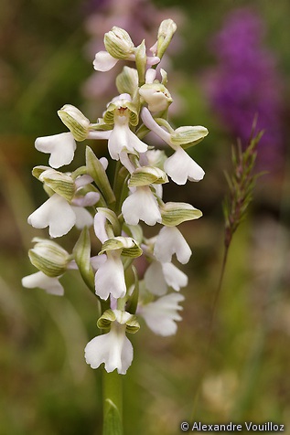 Anacamptis morio (Orchis bouffon)