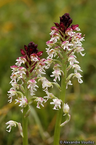 Neotinea ustulata (Orchis brûlé)