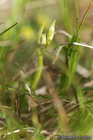 Ophrys sphegodes (Ophrys araignée) - en bouton