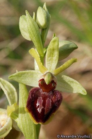 Ophrys sphegodes (Ophrys araignée) - détail