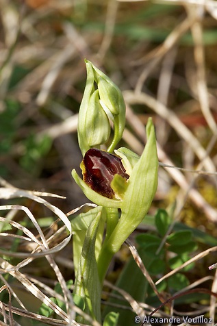 Ophrys sphegodes (Ophrys araignée) - sortant