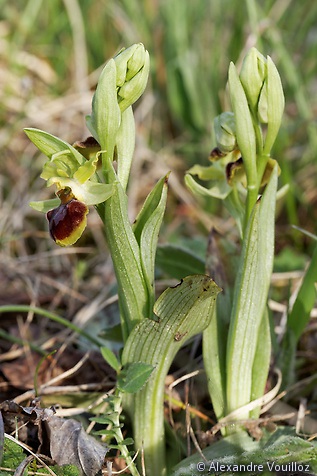 Ophrys sphegodes (Ophrys araignée) 