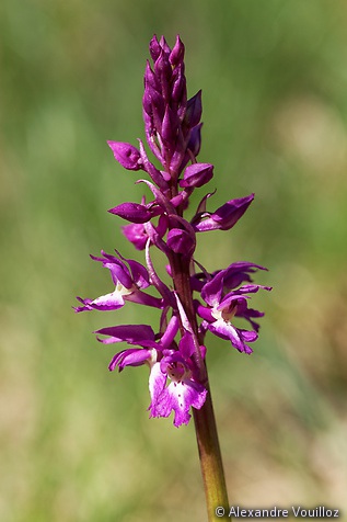 Orchis mascula (Orchis mâle)