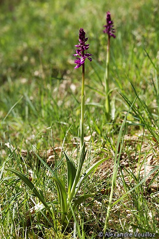 Premiers Orchis mâle (Orchis mascula)