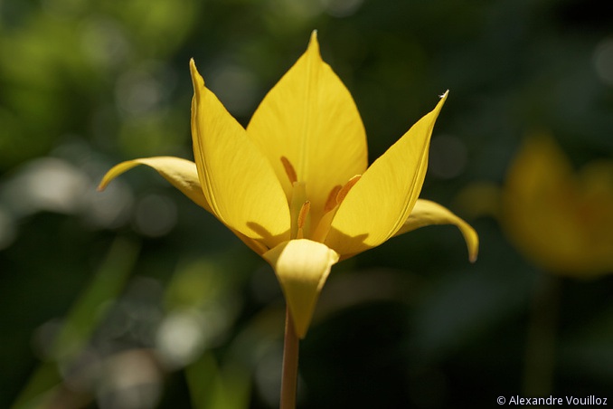 Tulipa sylvestris (Tulipe sauvage)