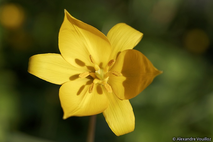 Tulipa sylvestris (Tulipe sauvage) - détail
