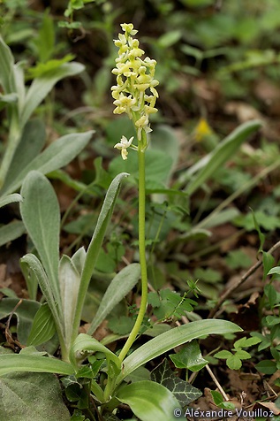 Orchis pallens (Orchis pâle)