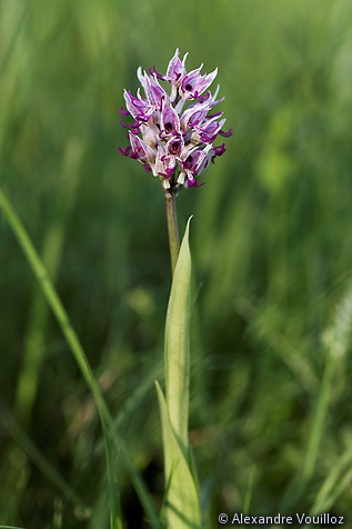 Orchis simia (Orchis singe)