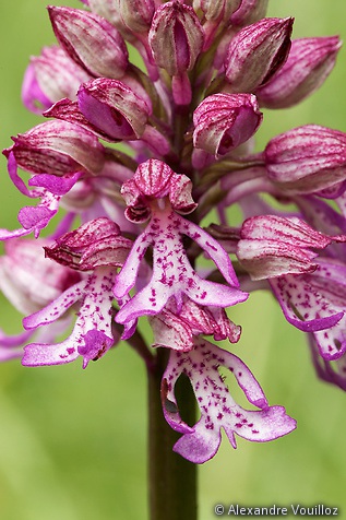 Orchis purpurea x militaris (Orchis pourpre x militaire) - détail