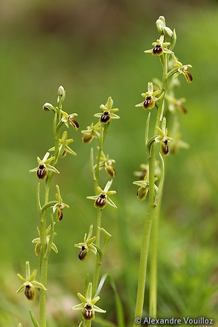 Ophrys araneola (Ophrys petite araignée)