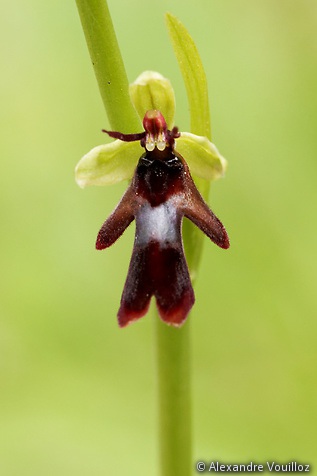 Ophrys insectifera (Ophrys mouche) - détail