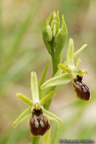 Ophrys araneola (Ophrys petite araignée) - détail