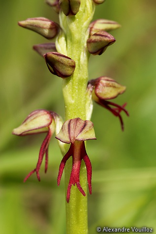 Orchis anthropophora (Orchis homme-pendu) - détail