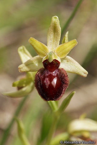 Ophrys sphegodes aussi appelé Ophrys aranifera (Ophrys araignée)