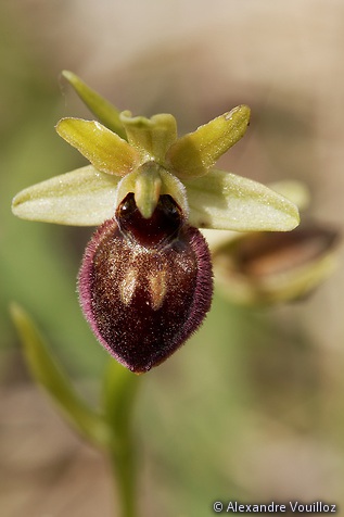 Ophrys sphegodes aussi appelé Ophrys aranifera (Ophrys araignée)