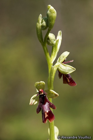 Ophrys insectifera (Ophrys mouche)