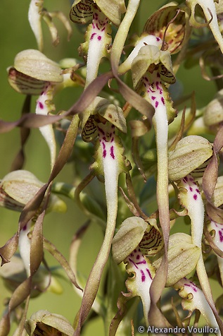 Himantoglossum hircinum (Orchis bouc) - détail