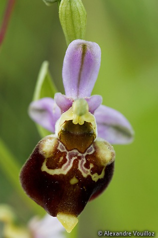 Ophrys fuciflora (Ophrys frelon)