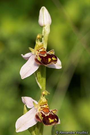 Ophrys apifera (Ophrys abeille)