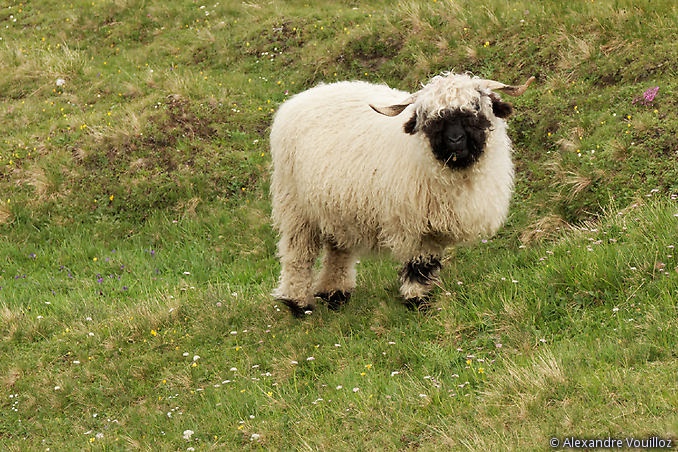 Un mouton haut-valaisan dans le Binntal