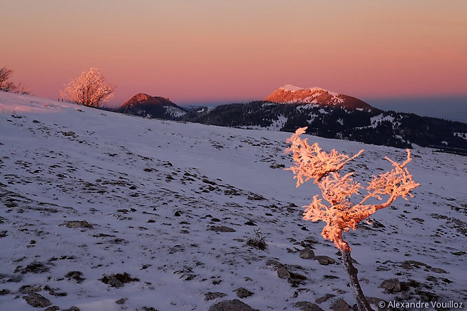 Arbres gelés au coucher du soleil avec les aiguilles de Baulmes et le sommet du Suchet en arrière plan