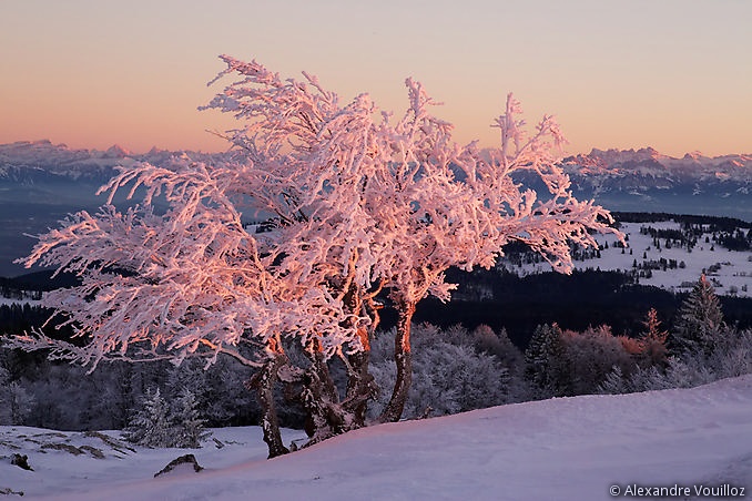 Arbre gelé au coucher du soleil sur la crête du Mont d'Or