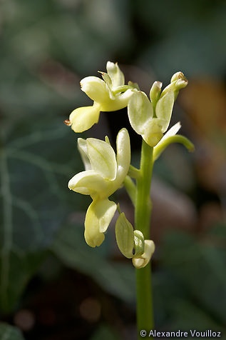 Orchis pallens (Orchis pâle)