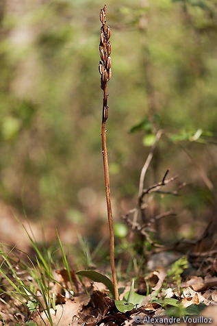 Orchis pallens (Orchis pâle) débutant
