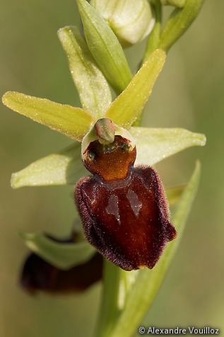 Ophrys sphegodes (Ophrys araignée)