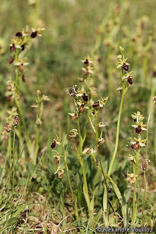 Ophrys sphegodes (Ophrys araignée) - détail du biotope