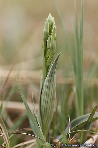Ophrys sphegodes (Ophrys araignée) - en bouton
