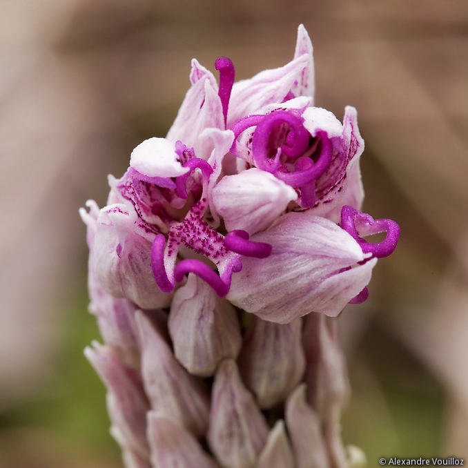 Orchis simia (Orchis singe) - début de floraison