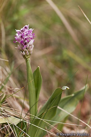 Orchis simia (Orchis singe)