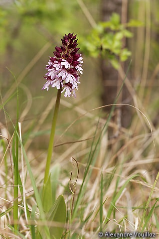 Orchis purpurea (Orchis pourpre) - dans la chênaie