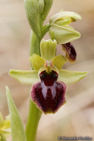 Ophrys sphegodes (Ophrys araignée) - détail