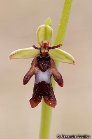 Ophrys insectifera (Ophrys mouche) – détail