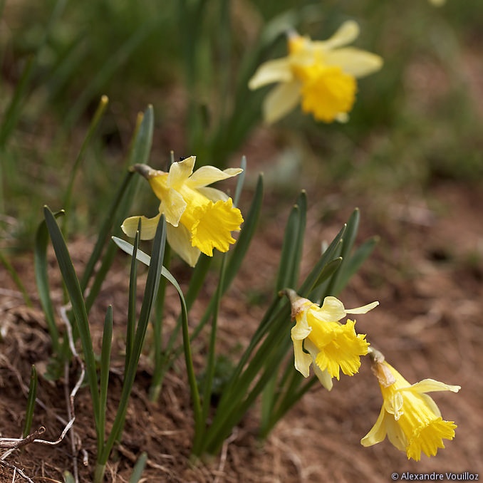 Narcissus pseudonarcissus (Narcisse jaune)