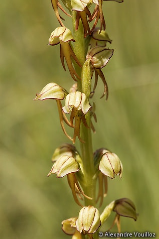 Orchis anthropophora (Orchis homme-pendu)