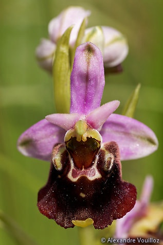 Ophrys fuciflora (Ophrys frelon) - détail