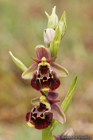 Ophrys fuciflora (Ophrys frelon) - détail