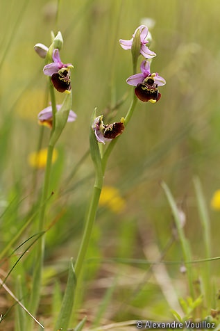 Ophrys fuciflora (Ophrys frelon) 