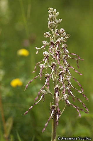 Himantoglossum hircinum (Orchis bouc) 