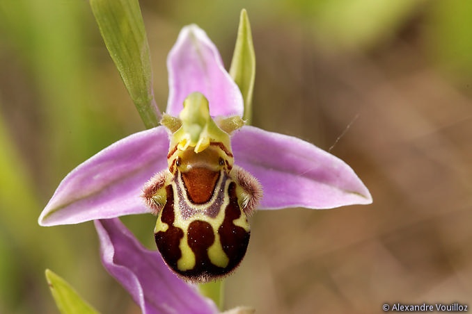 Ophrys apifera (Ophrys abeille) - détail