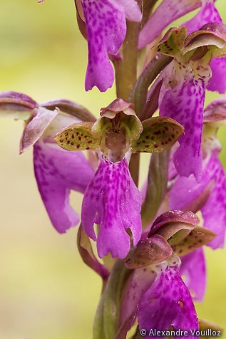 Orchis spitzelii (Orchis de Spitzel) - détail