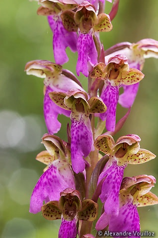 Orchis spitzelii (Orchis de Spitzel) - détail