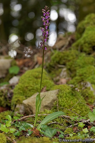 Orchis spitzelii (Orchis de Spitzel)